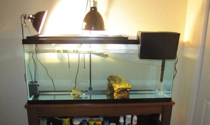 best filter for 55 gallon aquarium