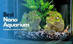 The Best Nano Aquarium Product Reviews