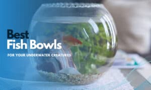 best fish bowl