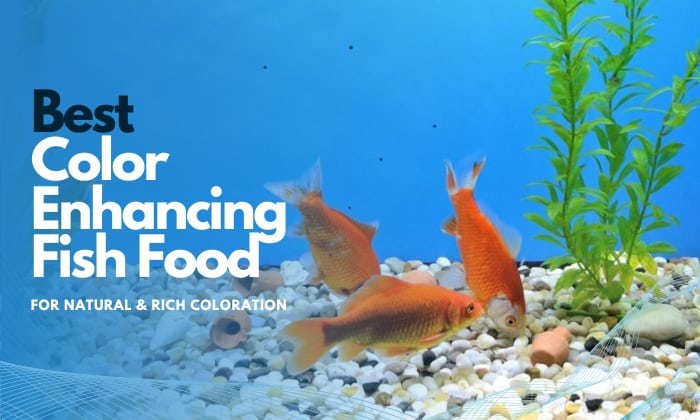best color enhancing fish food