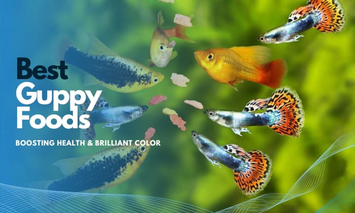 best guppy food