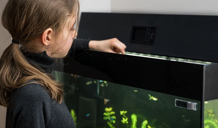 Best Fish Food for Aquaponics