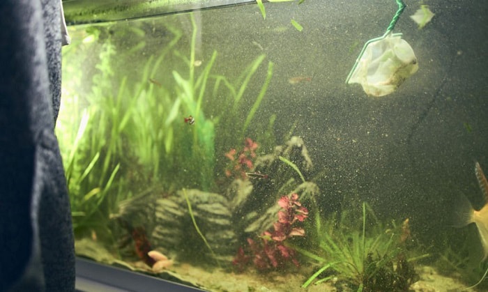 what is the white fuzzy stuff in my fish tank