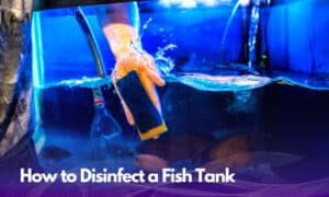 how to disinfect a fish tank