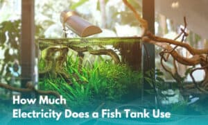 How Much Electricity Does a Fish Tank Use
