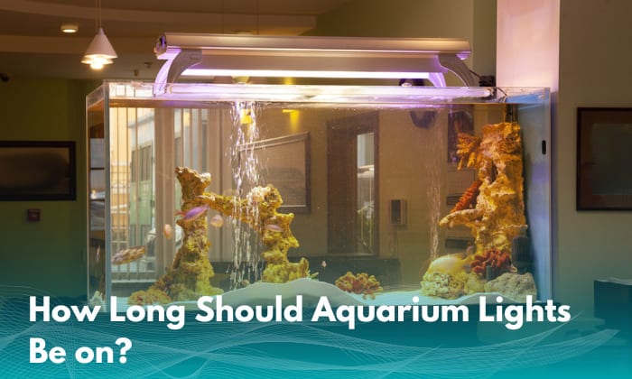 How Long Should Aquarium Lights Be on? – Aquarium Lighting Tips