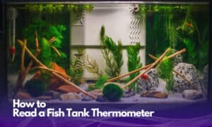 how to read a fish tank thermometer