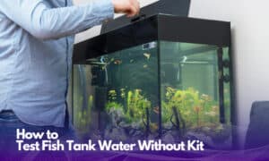 how to test fish tank water without kit